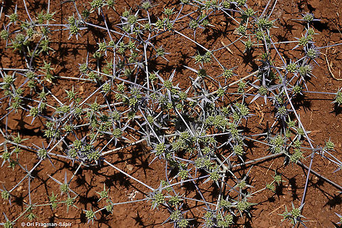 Eryngium creticum  Eryngium creticum,Geotagged,Small-headed eryngo,Summer