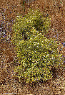 Curled-leaved St. John's-wort
