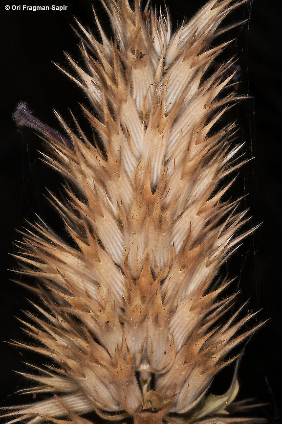 Nepeta trachonitica  Geotagged,Nepeta trachonitica,Summer