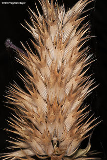 Nepeta trachonitica  Geotagged,Nepeta trachonitica,Summer