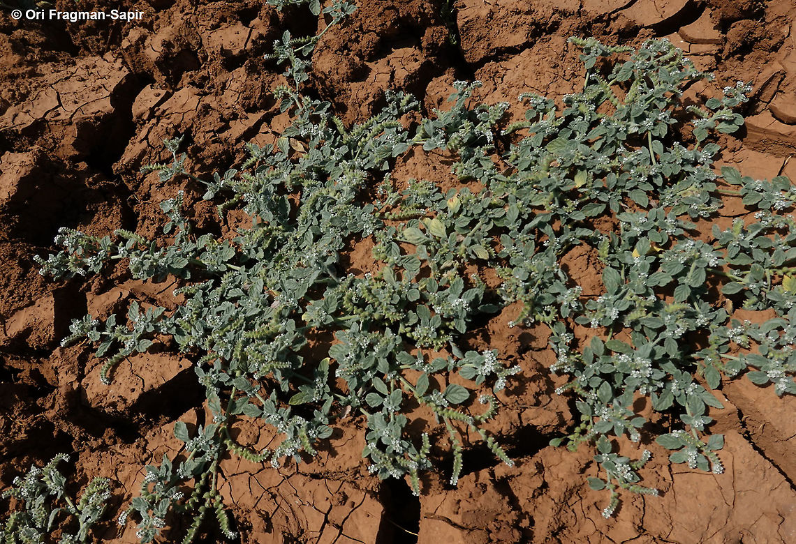 Heliotropium supinum  Geotagged,Heliotropium supinum,Summer