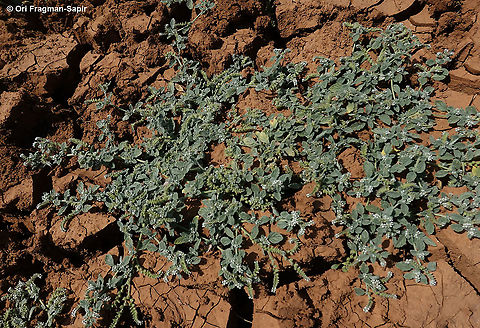 Heliotropium supinum  Geotagged,Heliotropium supinum,Summer