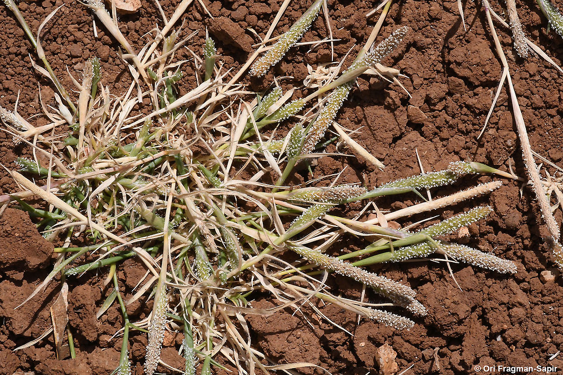 Crypsis alopecuroides  Crypsis alopecuroides,Geotagged,Summer
