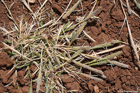 Crypsis alopecuroides  Crypsis alopecuroides,Geotagged,Summer