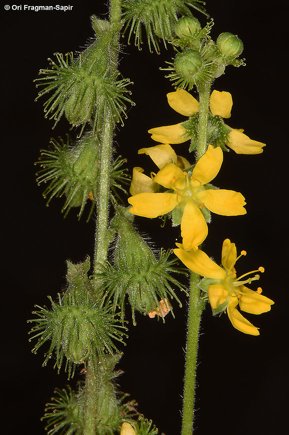 Agrimonia eupatoria  Agrimonia eupatoria,Common agrimony