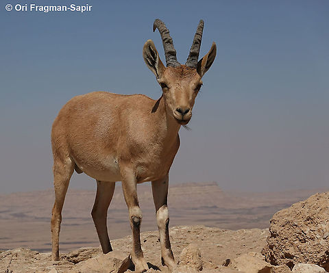 Capra nubiana  Capra nubiana,Geotagged,Israel,Nubian ibex,Summer
