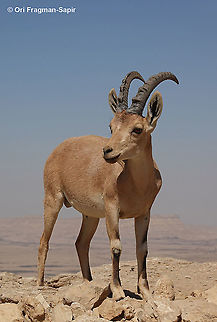 Capra nubiana  Capra nubiana,Geotagged,Israel,Nubian ibex,Summer