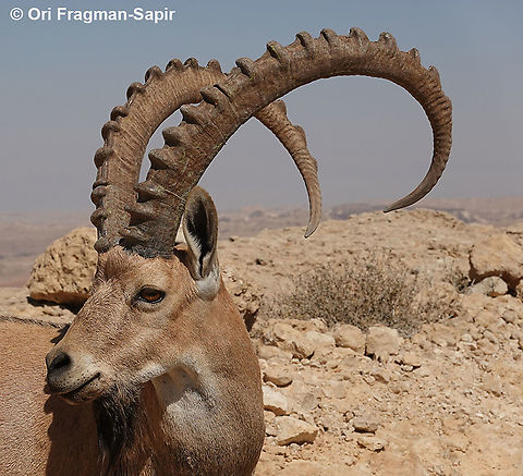 Capra nubiana  Capra nubiana,Geotagged,Israel,Nubian ibex,Summer