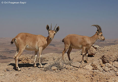 Capra nubiana  Capra nubiana,Geotagged,Israel,Nubian ibex,Summer
