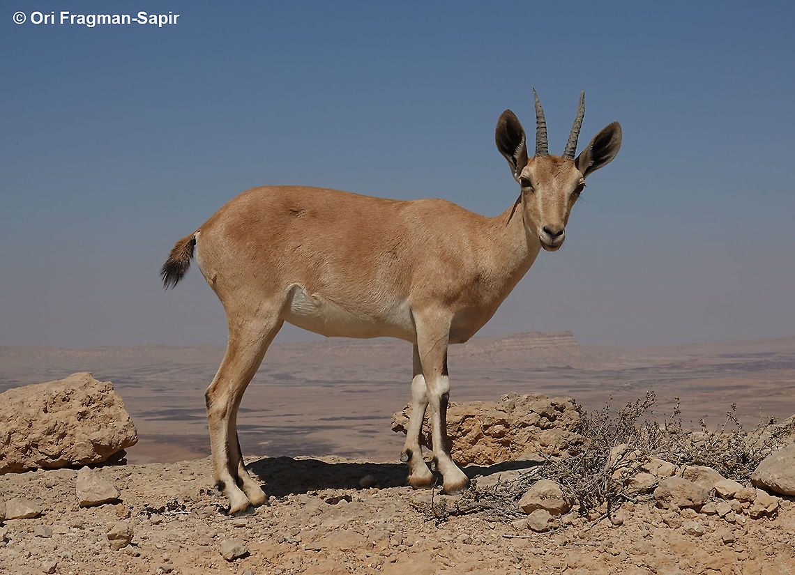 Capra nubiana  Capra nubiana,Geotagged,Israel,Nubian ibex,Summer
