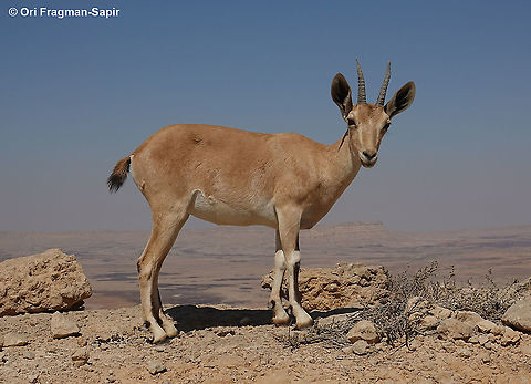 Capra nubiana  Capra nubiana,Geotagged,Israel,Nubian ibex,Summer