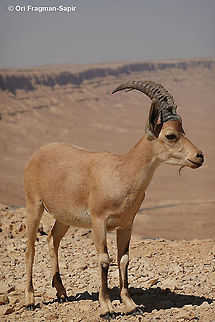 Capra nubiana  Capra nubiana,Geotagged,Israel,Nubian ibex,Summer