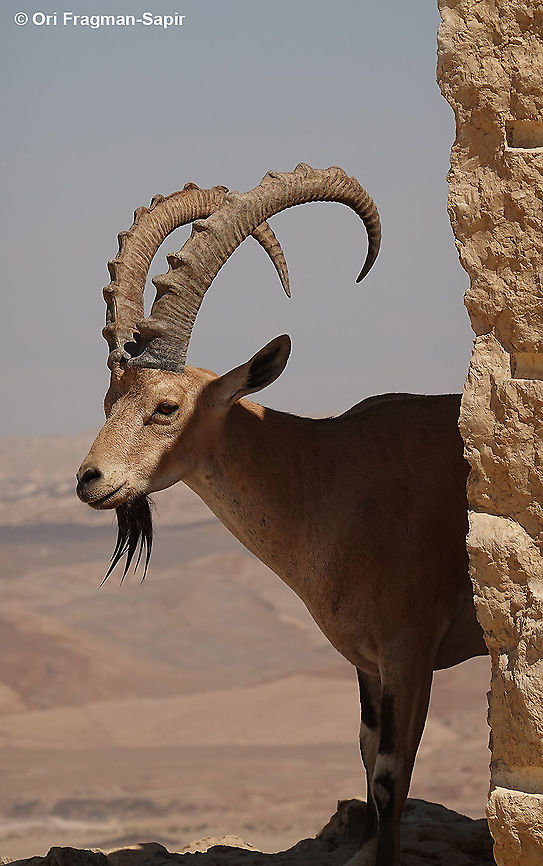 Capra nubiana  Capra nubiana,Geotagged,Israel,Nubian ibex,Summer
