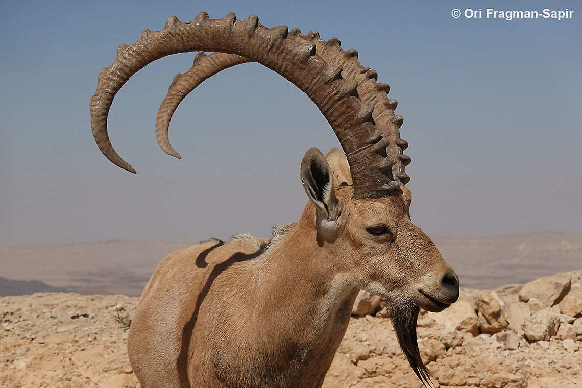 Capra nubiana  Capra nubiana,Geotagged,Israel,Nubian ibex,Summer