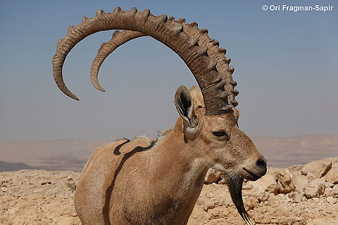 Capra nubiana  Capra nubiana,Geotagged,Israel,Nubian ibex,Summer