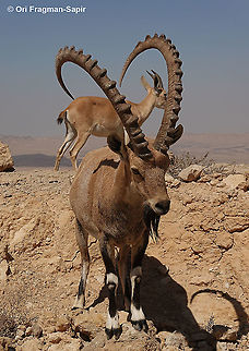 Capra nubiana  Capra nubiana,Geotagged,Israel,Nubian ibex,Summer