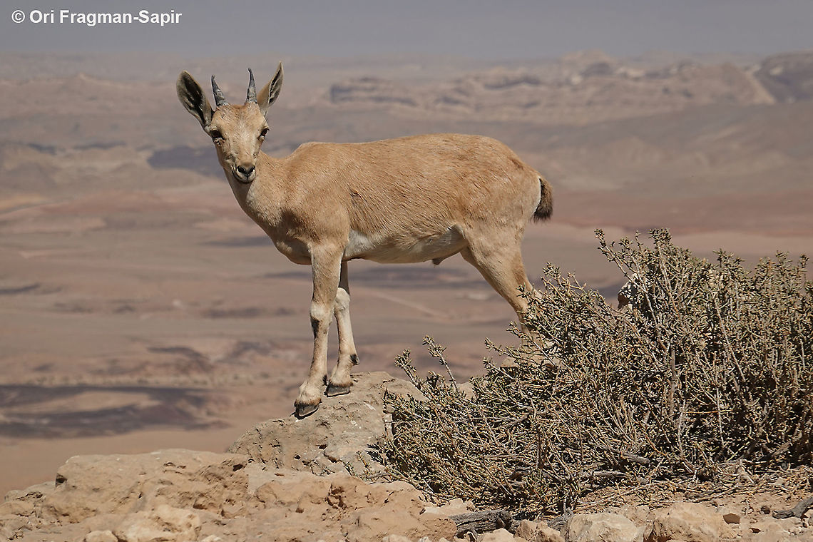 Capra nubiana  Capra nubiana,Geotagged,Israel,Nubian ibex,Summer