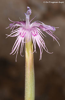 Dianthus sinaicus  Dianthus sinaicus,Geotagged,Israel,Summer