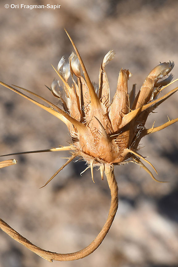 Centaurea eryngioides  Centaurea eryngioides,Geotagged,Israel,Summer