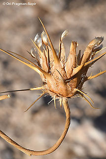Centaurea eryngioides