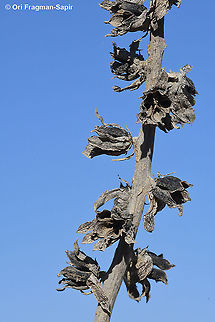 Umbilicus intermedius  Geotagged,Intermediate navelwort,Israel,Summer,Umbilicus intermedius