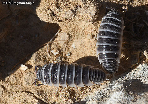 Hemilepistus reaumuri A delightful little woodlouse that is of major ecological importance to soil crust structure in the desert. Geotagged,Hemilepistus reaumuri,Israel,Summer