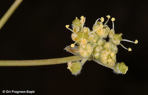 Deverra triradiata  Deverra triradiata,Geotagged,Israel,Summer