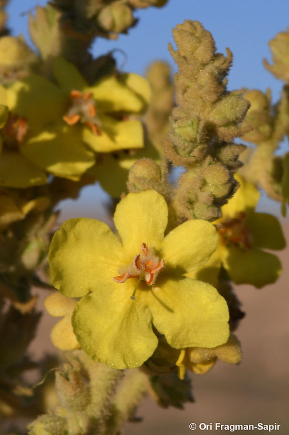 Verbascum sinaiticum  Geotagged,Israel,Summer,Verbascum sinaiticum