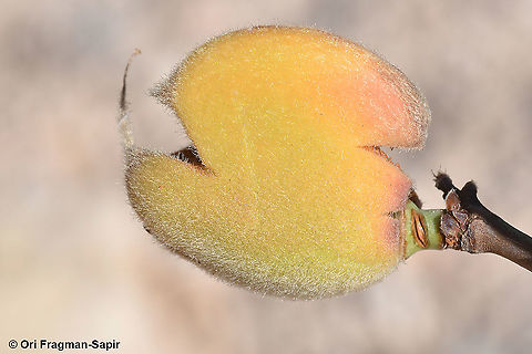 Amygdalus ramonensis  Amygdalus ramonensis,Geotagged,Israel,Summer