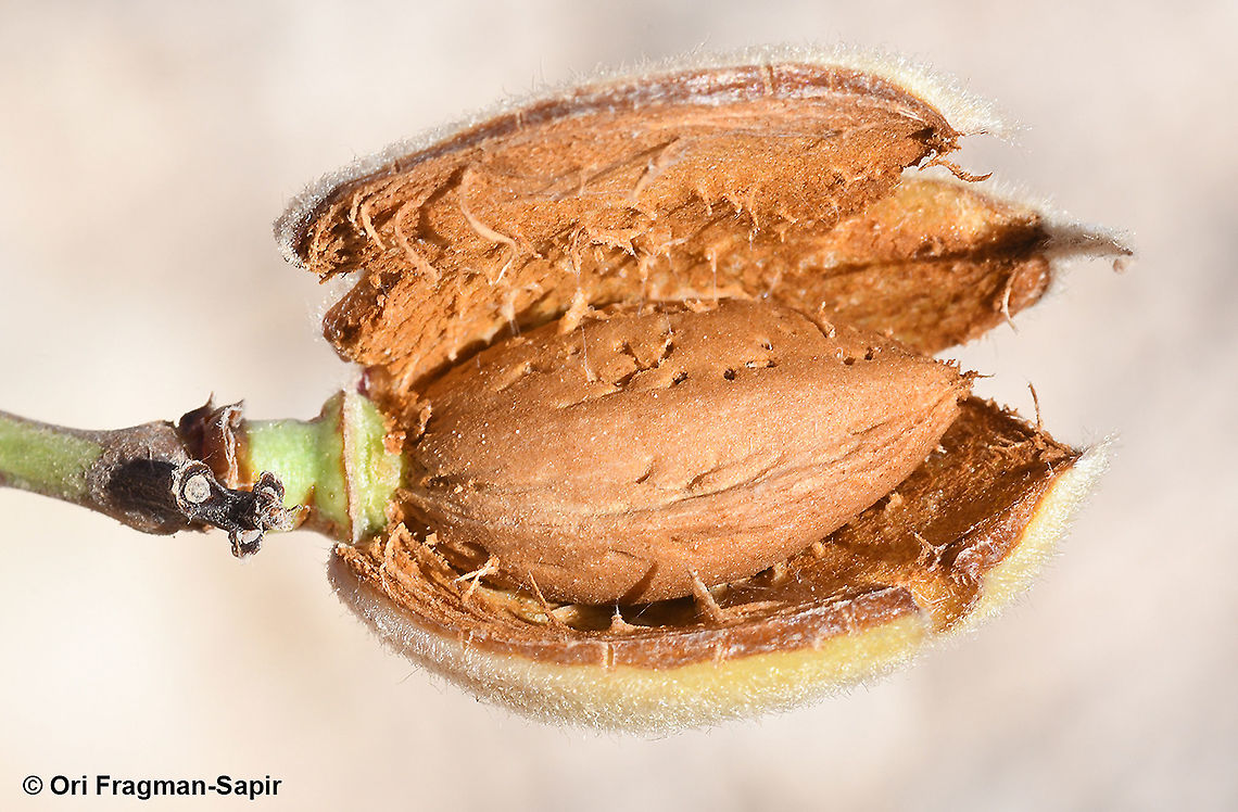 Amygdalus ramonensis  Amygdalus ramonensis,Geotagged,Israel,Summer