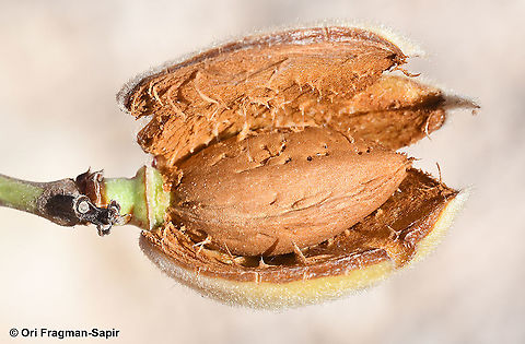 Amygdalus ramonensis  Amygdalus ramonensis,Geotagged,Israel,Summer