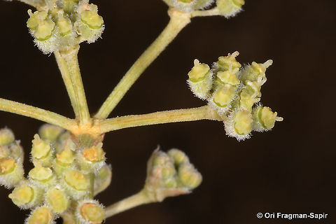 Deverra triradiata  Deverra triradiata,Geotagged,Israel,Summer