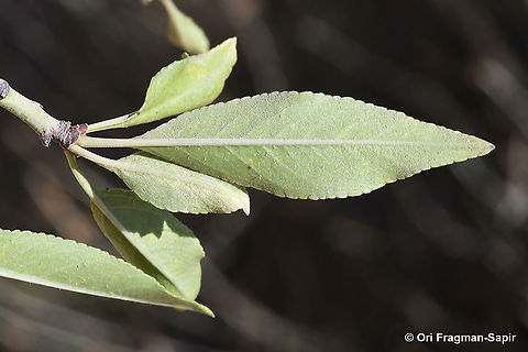 Amygdalus ramonensis  Amygdalus ramonensis,Geotagged,Israel,Summer