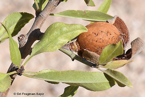 Amygdalus ramonensis  Amygdalus ramonensis,Geotagged,Israel,Summer