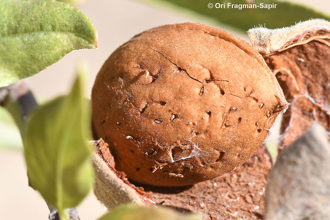 Amygdalus ramonensis  Amygdalus ramonensis,Geotagged,Israel,Summer