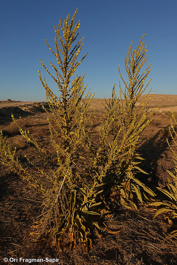 Verbascum sinaiticum  Geotagged,Israel,Summer,Verbascum sinaiticum