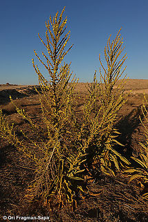 Verbascum sinaiticum  Geotagged,Israel,Summer,Verbascum sinaiticum
