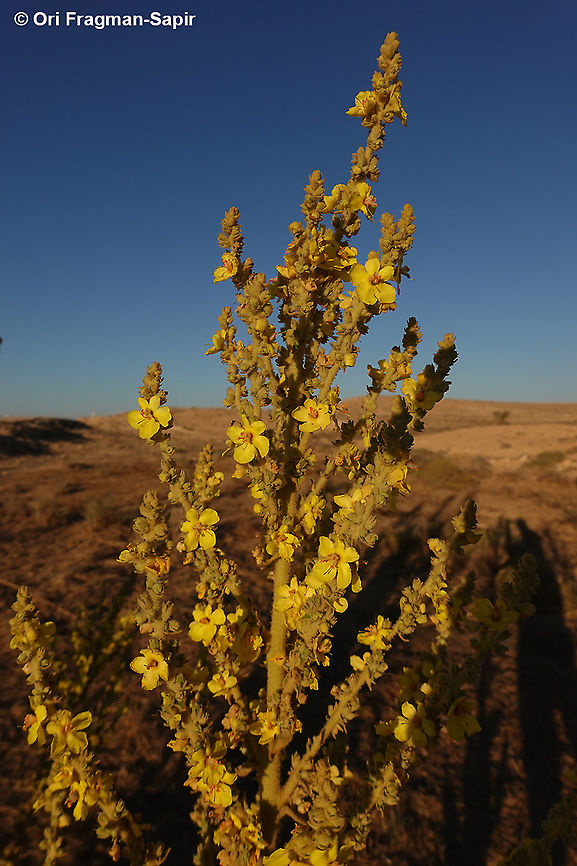 Verbascum sinaiticum  Geotagged,Israel,Summer,Verbascum sinaiticum