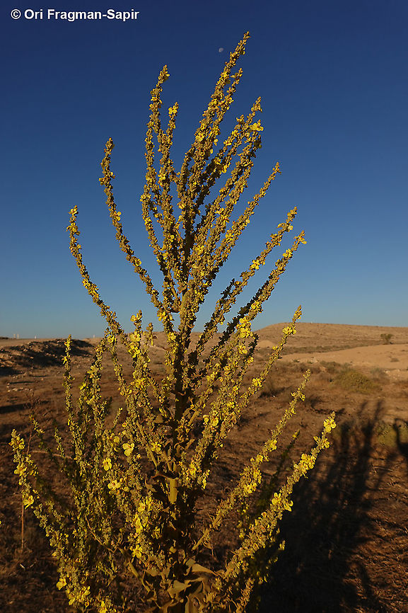 Verbascum sinaiticum  Geotagged,Israel,Summer,Verbascum sinaiticum