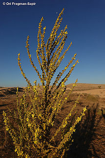 Verbascum sinaiticum  Geotagged,Israel,Summer,Verbascum sinaiticum