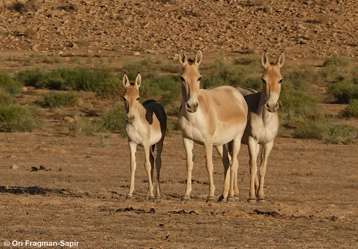 Equus hemionus  Equus hemionus,Geotagged,Israel,Onager,Summer