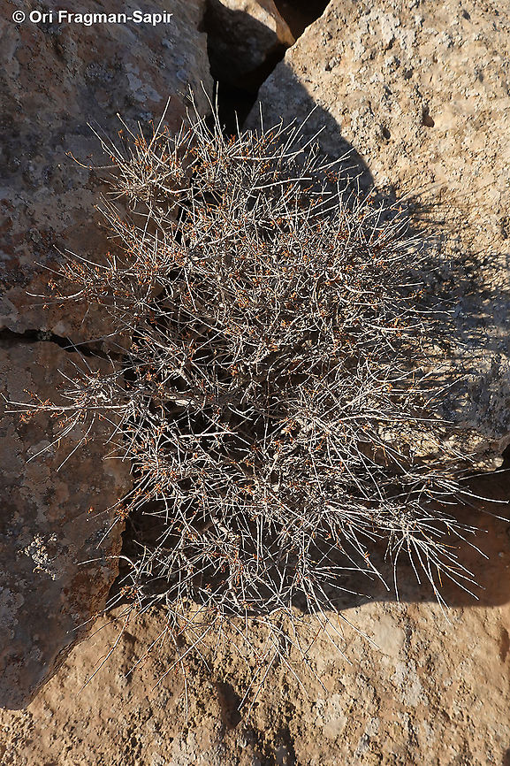 Euphorbia ramanensis  Euphorbia ramanensis,Geotagged,Israel,Ramon's Spurge,Summer