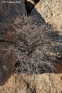 Euphorbia ramanensis  Euphorbia ramanensis,Geotagged,Israel,Ramon's Spurge,Summer