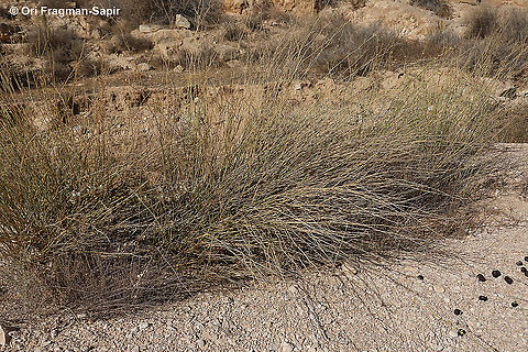 Deverra triradiata  Deverra triradiata,Geotagged,Israel,Summer