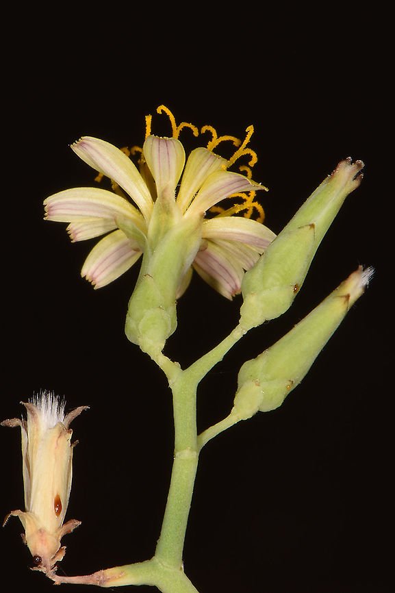 Launaea spinosa  Launaea spinosa