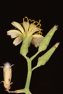 Launaea spinosa