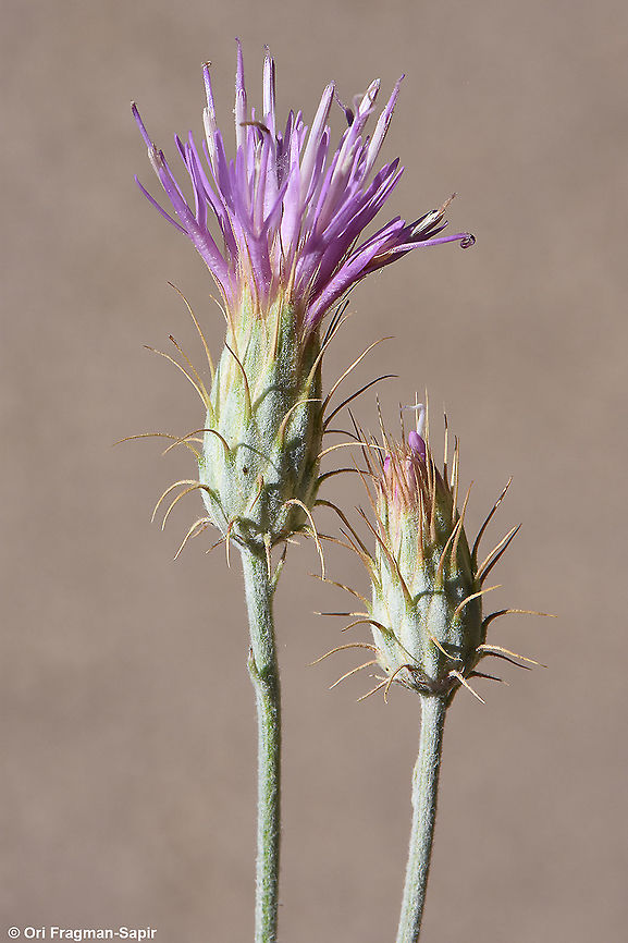 Jurinea staehelinae  Jurinea staehelinae