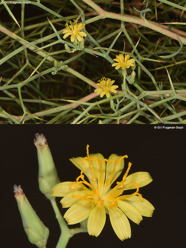 Launaea spinosa  Launaea spinosa
