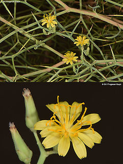 Launaea spinosa  Launaea spinosa