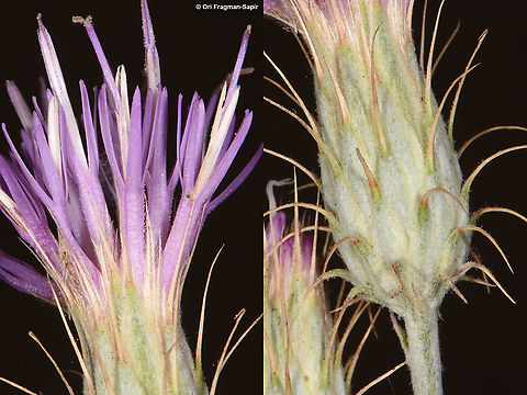 Jurinea staehelinae  Jurinea staehelinae